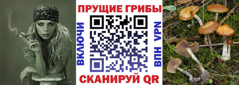Псилоцибиновые грибы Psilocybe  Стерлитамак 