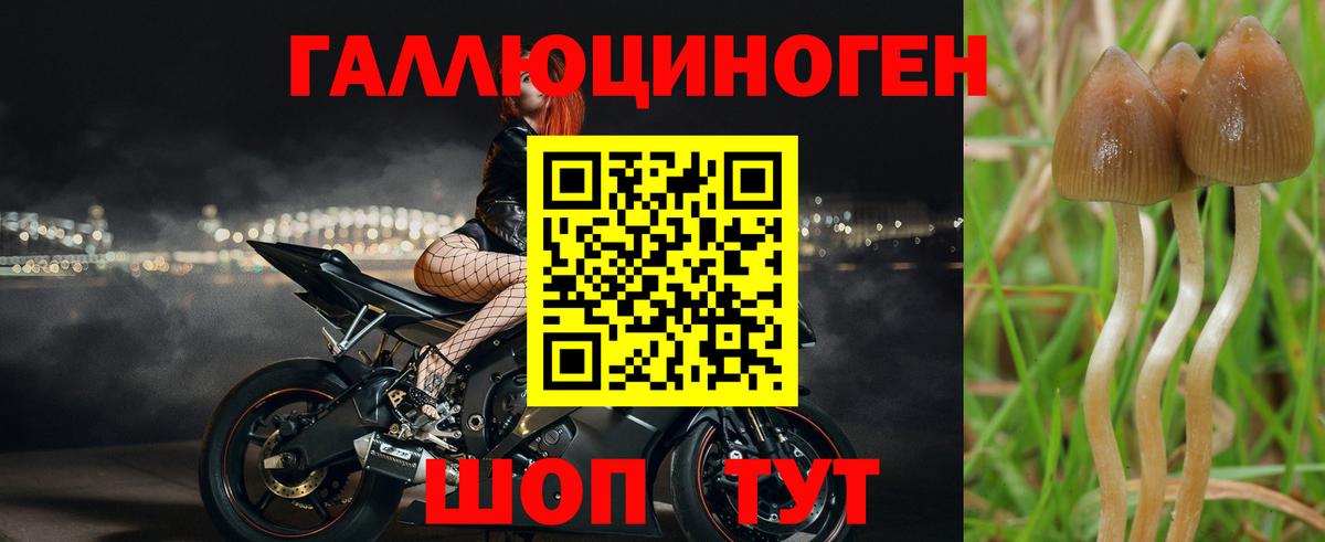 Стерлитамак  Псилоцибиновые грибы Psilocybine cubensis  Вход с VPN 